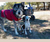 Kapu Tuesocks a dog tested with EmbarkVet.com