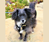 Photo of Jackson, a Chihuahua, Rat Terrier, Poodle (Small), and Mixed mix in Sonoma, California, USA