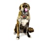 Bear, a German Shepherd Dog and American Bulldog mix tested with EmbarkVet.com