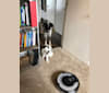 Ridge, a Border Collie and Australian Cattle Dog mix tested with EmbarkVet.com