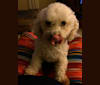 Zoey, a Poodle (Small) and Cocker Spaniel mix tested with EmbarkVet.com