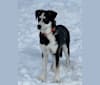 Hotch, a German Shepherd Dog and Australian Cattle Dog mix tested with EmbarkVet.com