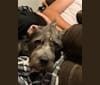 Puddin’ Pup, an American Pit Bull Terrier and Bluetick Coonhound mix tested with EmbarkVet.com