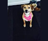 Kara, an American English Coonhound and Boxer mix tested with EmbarkVet.com