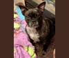 Callie Isabella, a French Bulldog and Russell-type Terrier mix tested with EmbarkVet.com