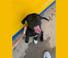 Mikayla, a Labrador Retriever and Belgian Malinois mix tested with EmbarkVet.com