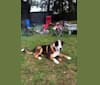 Dexter, a Bernese Mountain Dog and German Shepherd Dog mix tested with EmbarkVet.com
