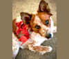 Ozzie, an Australian Cattle Dog and Border Collie mix tested with EmbarkVet.com