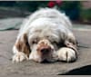 Whidbey’s Smokey and the Bandit “Burton”, a Clumber Spaniel tested with EmbarkVet.com