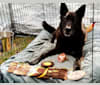 Zeddicus, a German Shepherd Dog and Chow Chow mix tested with EmbarkVet.com
