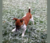 Sammy (Sam), a Russell-type Terrier tested with EmbarkVet.com
