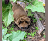 Photo of Poco, an American Pit Bull Terrier, Chow Chow, American Staffordshire Terrier, and Mixed mix in Greenville, South Carolina, USA