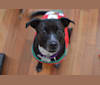 Chloe, an American Pit Bull Terrier and Australian Cattle Dog mix tested with EmbarkVet.com