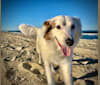 Charlie, an Australian Shepherd and German Shepherd Dog mix tested with EmbarkVet.com