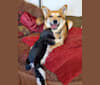 Photo of Riley, an American Eskimo Dog, Rottweiler, and Australian Cattle Dog mix in Tucson, Arizona, USA
