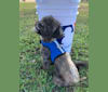Bennie, a Shih Tzu and Yorkshire Terrier mix tested with EmbarkVet.com