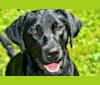 Maverick, a Labrador Retriever tested with EmbarkVet.com