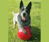 Scooter, an Australian Cattle Dog and West Highland White Terrier mix tested with EmbarkVet.com