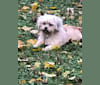 Owen, a Chihuahua and Pekingese mix tested with EmbarkVet.com