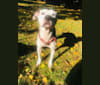 Photo of Zoey, an American Pit Bull Terrier  in New York, USA