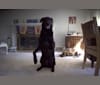 Lota, a German Shepherd Dog and Labrador Retriever mix tested with EmbarkVet.com