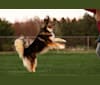 Link, a Siberian Husky tested with EmbarkVet.com