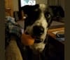 Henry, a Dalmatian and German Shepherd Dog mix tested with EmbarkVet.com