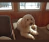 Photo of Silas, a Poodle (Small)  in Mayfield, New York, USA