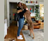 Abe, a Bloodhound and Labrador Retriever mix tested with EmbarkVet.com