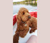 Photo of Finn, a Goldendoodle  in Milwaukee, Wisconsin, USA