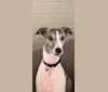 Theo, a Whippet and Greyhound mix tested with EmbarkVet.com
