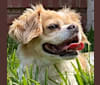Charlie, a Cavalier King Charles Spaniel and Chihuahua mix tested with EmbarkVet.com