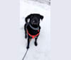 Hunter, a Labrador Retriever and Chow Chow mix tested with EmbarkVet.com