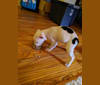 Reba Snackentire, an American Pit Bull Terrier and American Staffordshire Terrier mix tested with EmbarkVet.com
