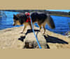 SOJU, a Siberian Husky and Alaskan Malamute mix tested with EmbarkVet.com