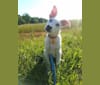 Ruger, a German Shepherd Dog and Labrador Retriever mix tested with EmbarkVet.com