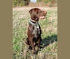 Ragù, a German Shorthaired Pointer and German Wirehaired Pointer mix tested with EmbarkVet.com