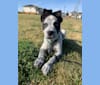 Photo of Jax, an American Pit Bull Terrier, Australian Cattle Dog, Greyhound, Bulldog, and Great Pyrenees mix in Oklahoma, USA
