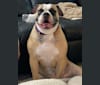 Photo of Honey, an American Bulldog  in Owings Mills, Maryland, USA