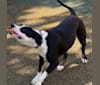 Photo of Zena, an American Pit Bull Terrier, Boxer, and American Staffordshire Terrier mix in Washington, District of Columbia, USA