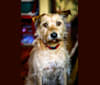 Photo of Mickey, a Miniature Schnauzer, Boston Terrier, and Labrador Retriever mix in Albuquerque, New Mexico, USA