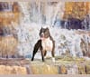 Photo of Horsepower’s Run’n on High Octane, an American Staffordshire Terrier  in Dallas, TX, USA