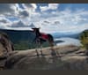 Photo of Loki, a Mountain Cur, Norwegian Elkhound, American Eskimo Dog, and Mixed mix
