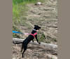 Zoey, an Australian Cattle Dog and Rat Terrier mix tested with EmbarkVet.com
