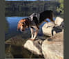 Shilo, a Treeing Walker Coonhound tested with EmbarkVet.com