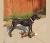 Daphne, a Brittany and German Shorthaired Pointer mix tested with EmbarkVet.com