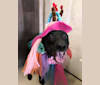 Gladys, a Labrador Retriever and Boxer mix tested with EmbarkVet.com
