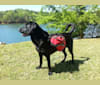 Jerry Lee, a Labrador Retriever and German Shepherd Dog mix tested with EmbarkVet.com