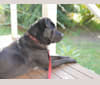 Hutch, a Chinese Shar-Pei and Australian Cattle Dog mix tested with EmbarkVet.com