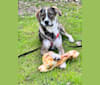 Jax, an Eastern European Village Dog tested with EmbarkVet.com